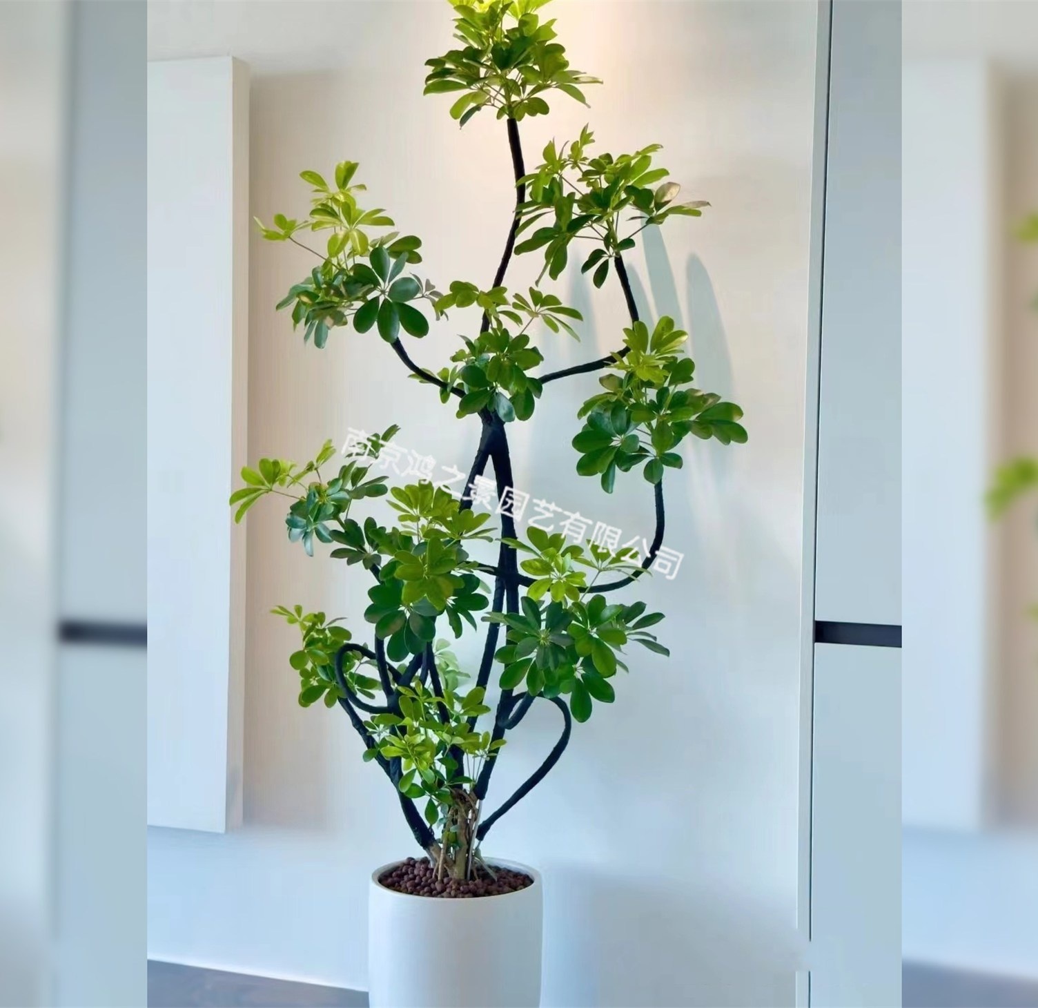 招財(cái)樹(shù)_副本.jpg