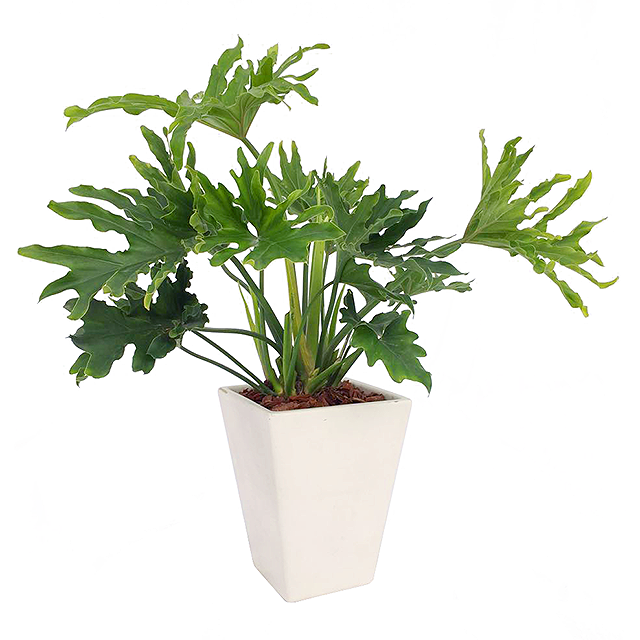 商場(chǎng)綠色植物，打造愜意購物環(huán)境