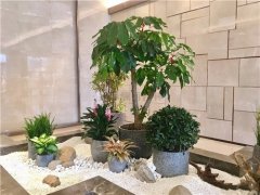 做好花卉綠植租擺行業(yè)需要哪些方面的配合？