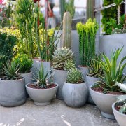 綠植租賃的好處以及租賃建議？