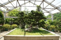 植物租賃行業(yè)中有哪些網(wǎng)紅綠植？